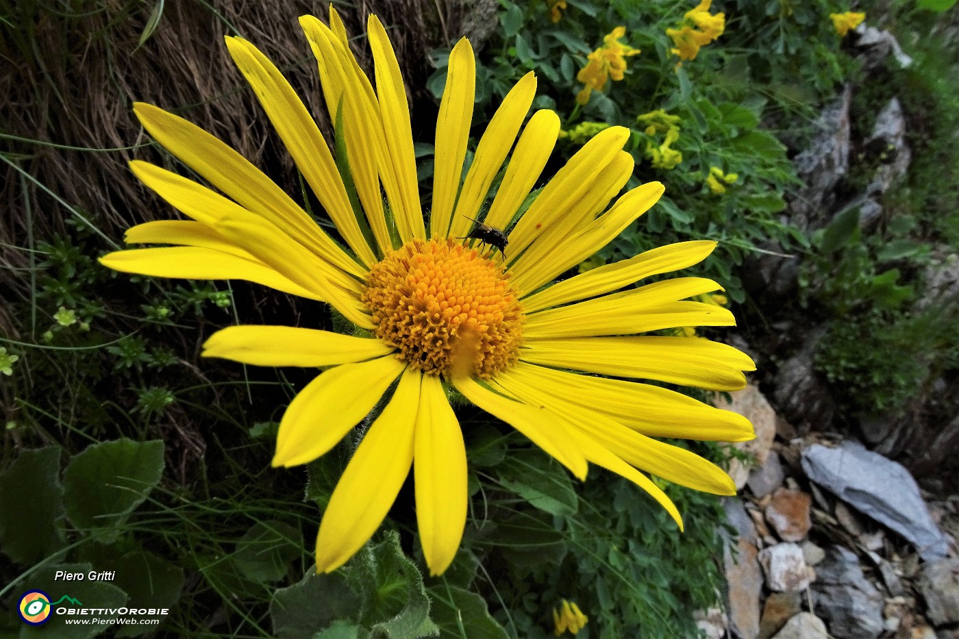 45 Doronico dei macereti (Dornicum grandiflorum) con ospite.JPG